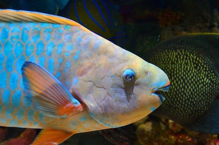 Nahaufnahme eines bunten Papageifisches beim Schnorcheln und Tauchen in Sansibar