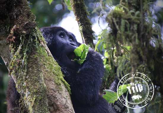 My Trip | Africa's Wild 3