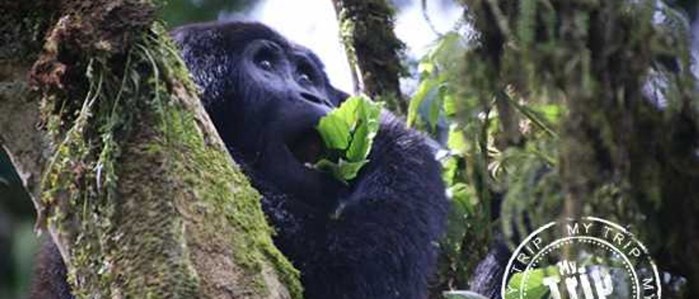 My Trip | Africa's Wild 3