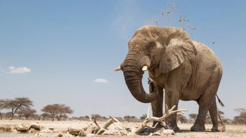 Großer Elefant im Etosha Nationalpark