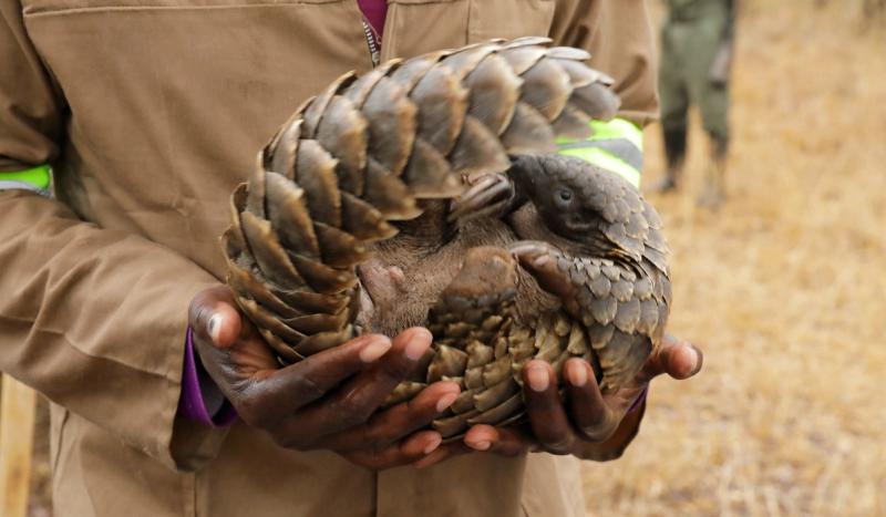 A conservationist cradles a curled pangolin in their hands, capturing a manifesto moment shaped by protection and quiet resilience.