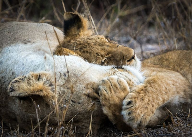 Lionne et son lionceau en pleine sieste à l'ombre des arbres.