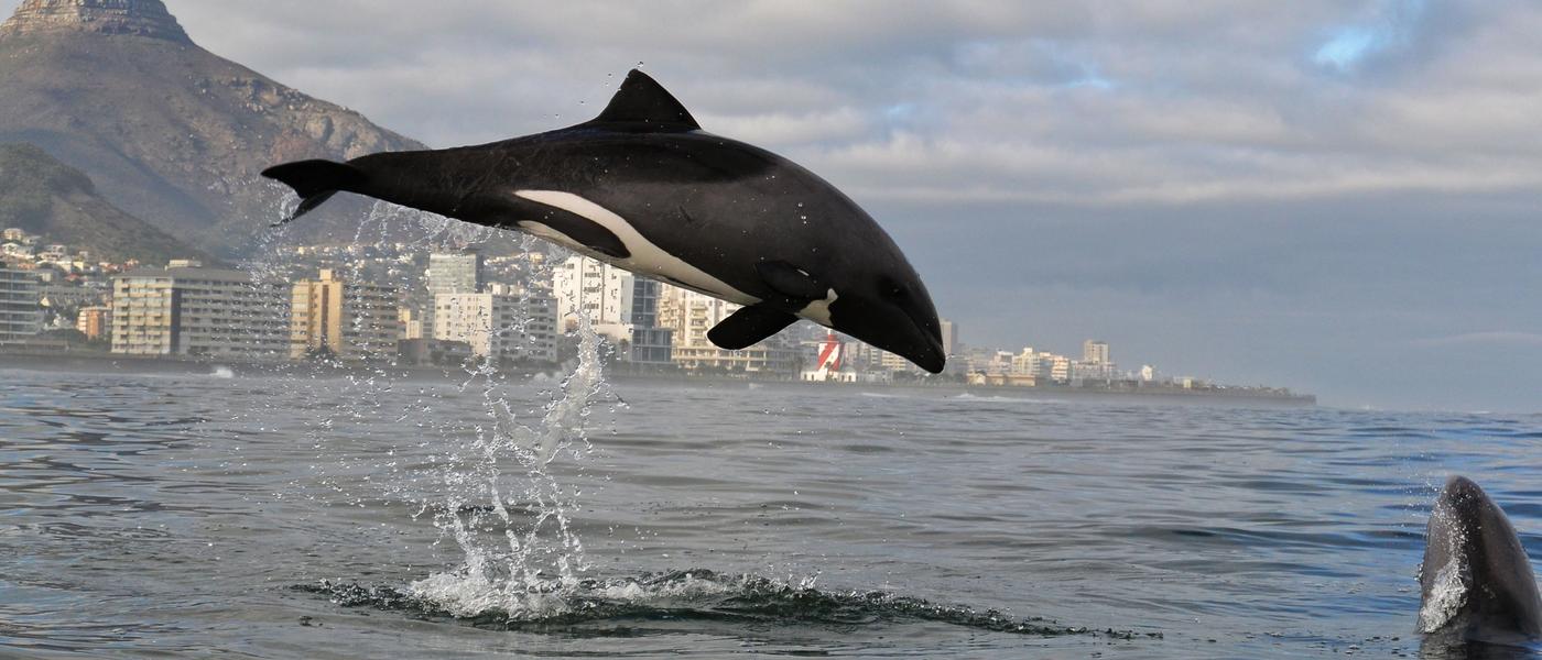 Kayaking in Cape Town: The Perfect Way to Start Your Day