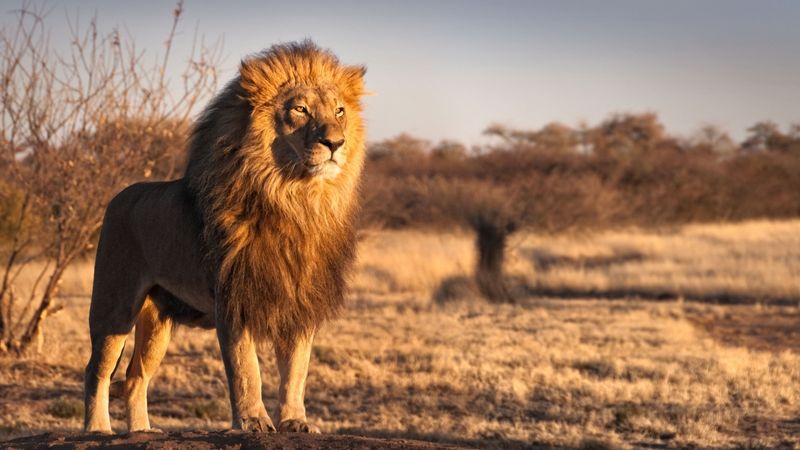 Flüge nach Afrika - sehen Sie Löwen in der Savanne