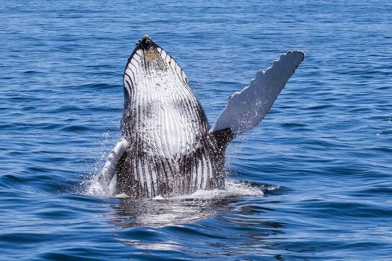 Whales on the Whale Route