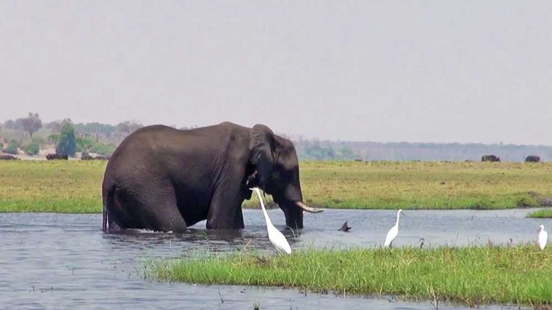 Elefante sumergiéndose en las aguas
