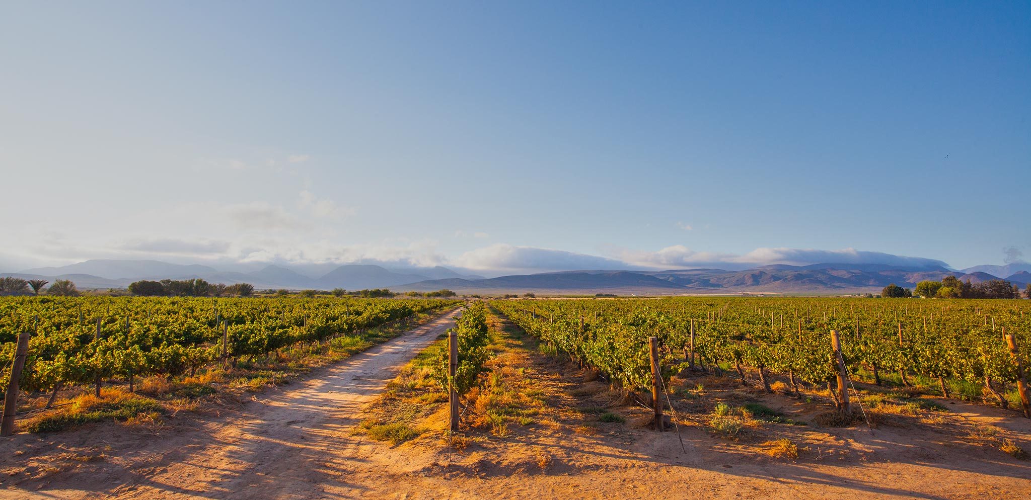 Our Favourite Restaurants in Hermanus