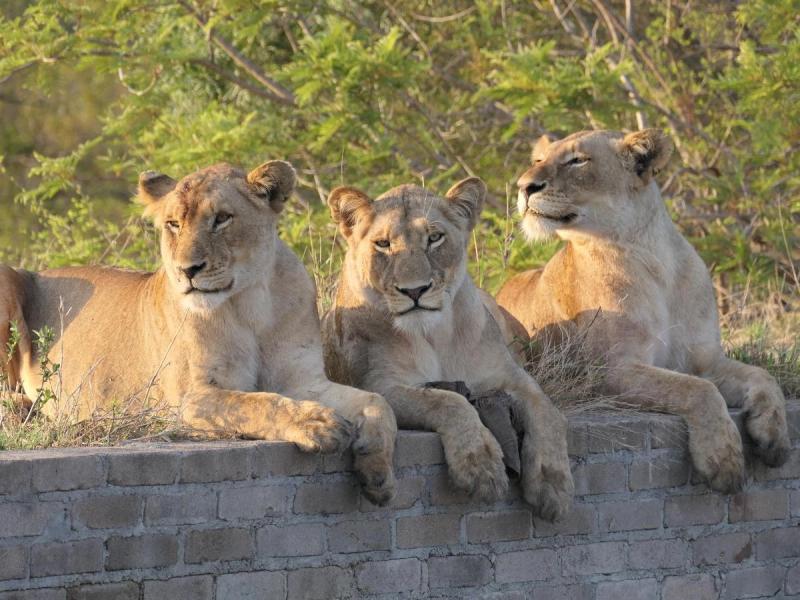 Quel bonheur de voir des lions en safari