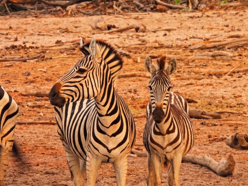 Plains zebra standing beside her foal in Botswana's Makgadikgadi Pans.