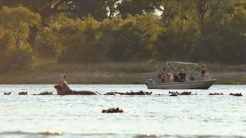 Lower Zambezi National Park boat trip with hippos