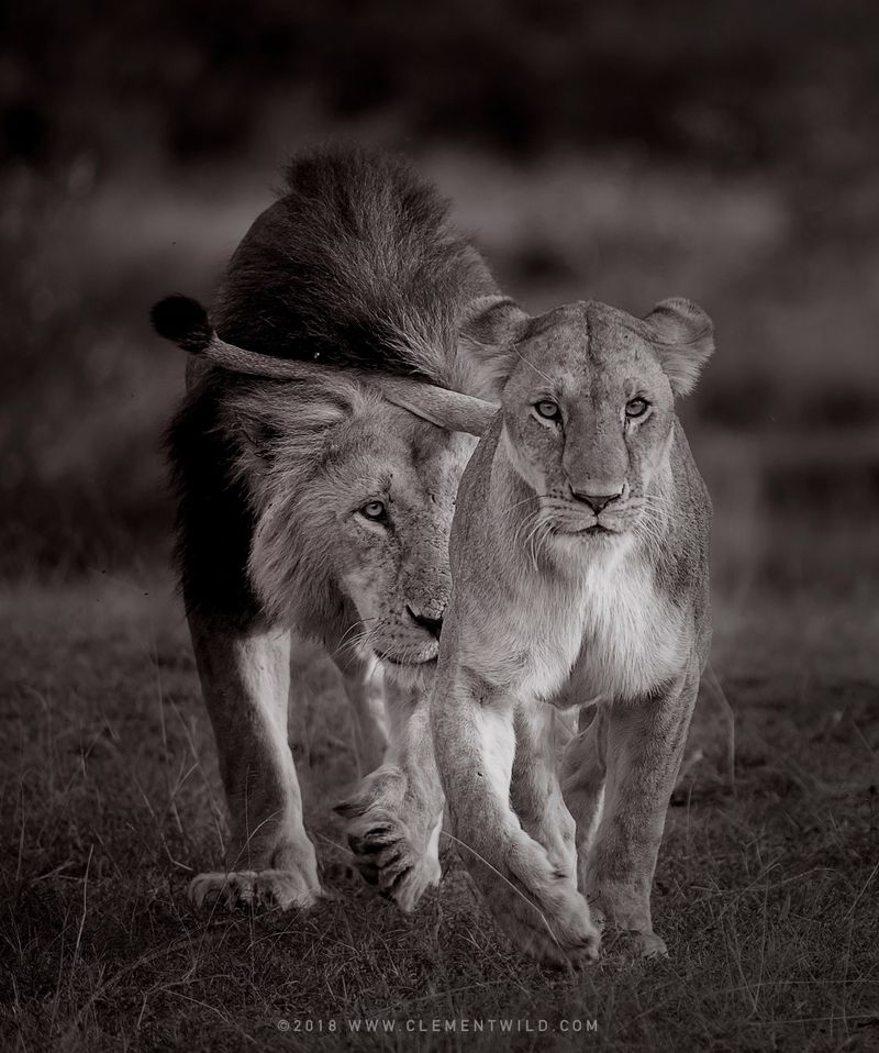 A black and white image of two lions walking towards the camera