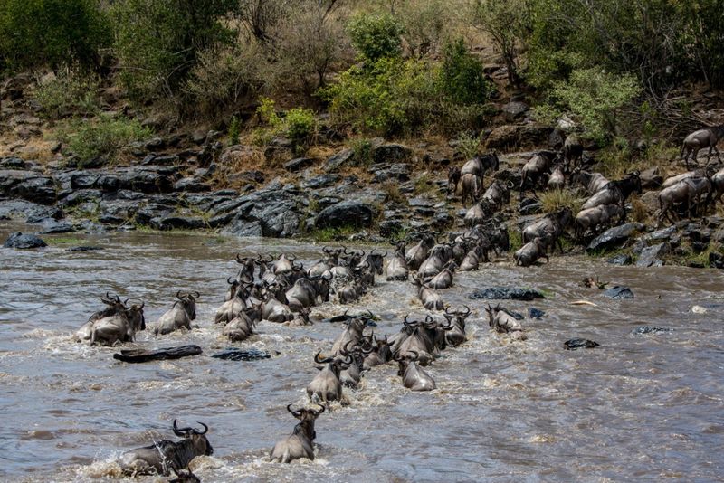 Dramatic scenes at Great Migration tries to cross river in Tanzania