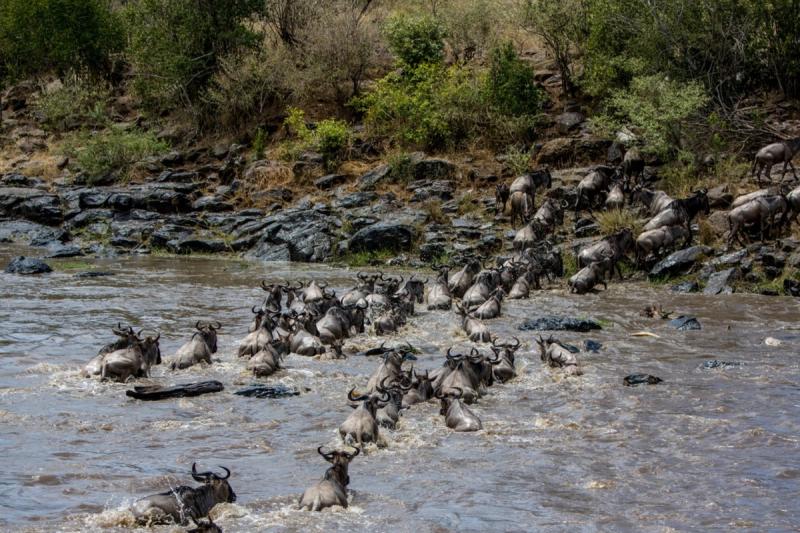 Dramatic scenes at Great Migration tries to cross river in Tanzania