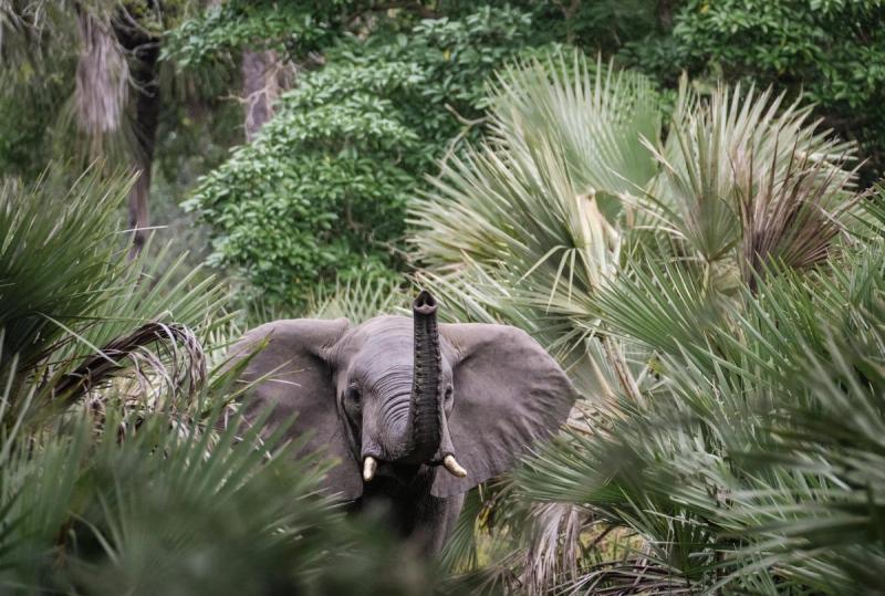 An elephant lifts its trunk while moving through dense palm and forest vegetation in Gorongosa, framed closely by green foliage.