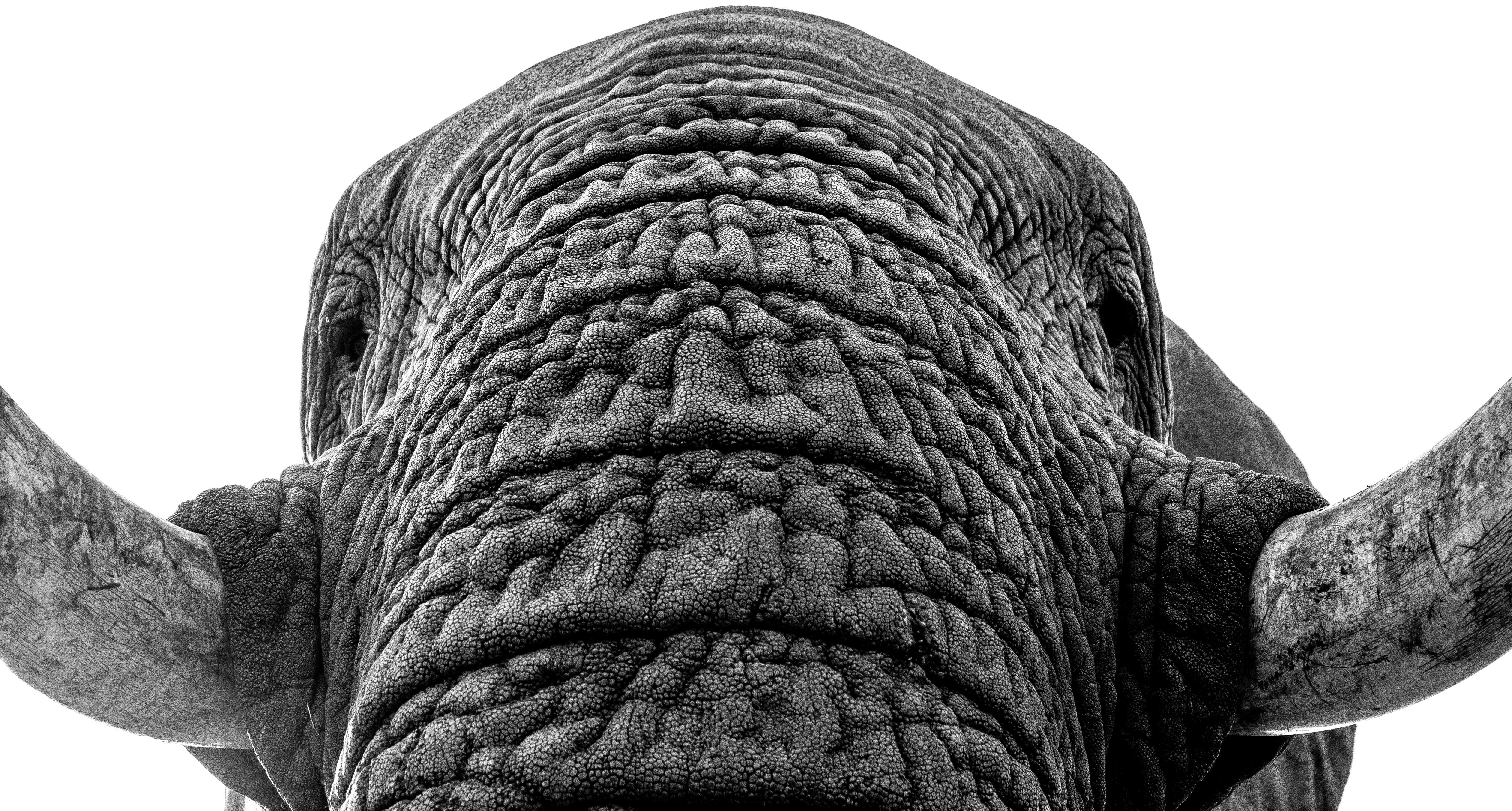 19 Quotes About Elephants