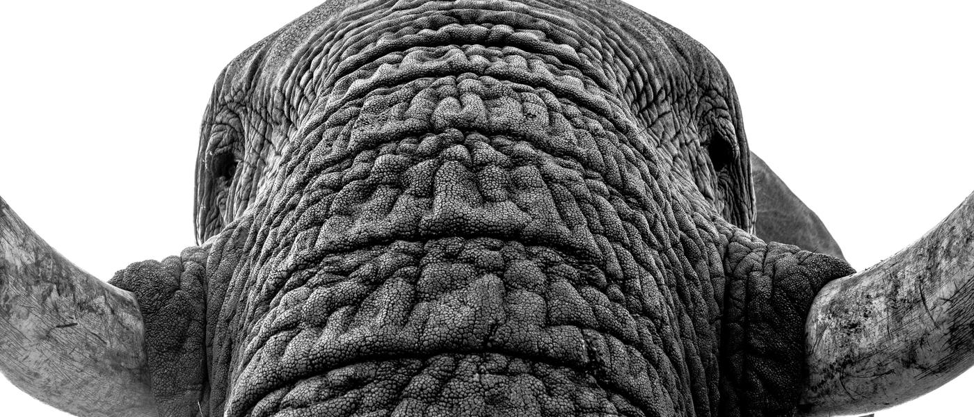 19 Quotes About Elephants