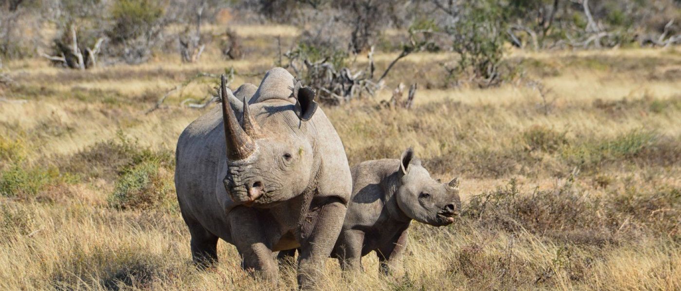 World Rhino Day 2019: Unser Beitrag zum Tierschutz