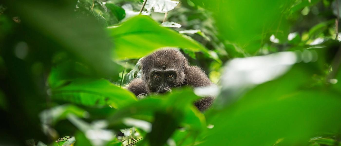 Gear Up For Gorilla Trekking: What to Pack