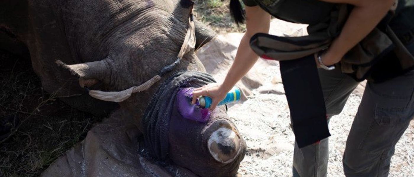 Pourquoi couper la corne des rhinocéros pour les sauver ?