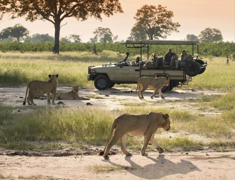 Lion sighting on game drive in Hwange