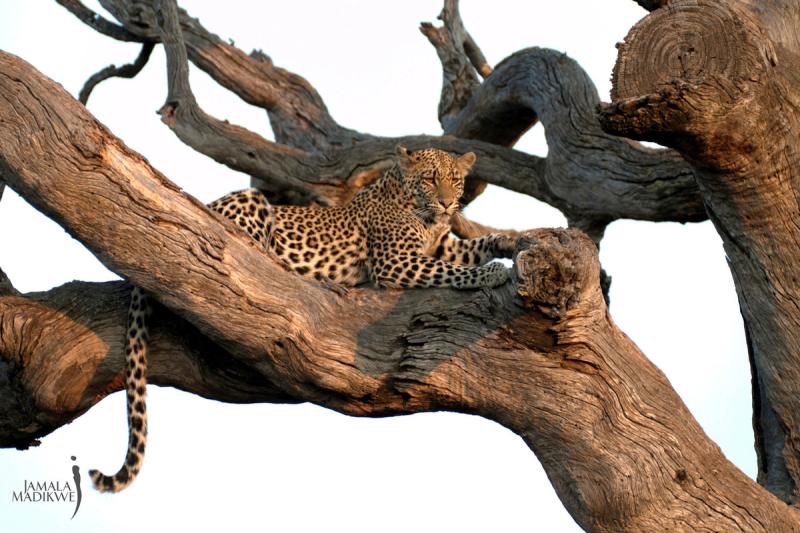 Leopard in tree