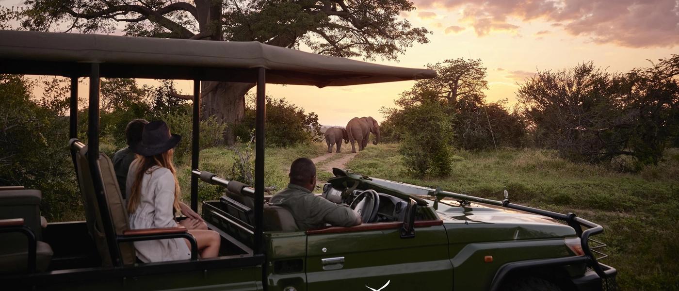 How to Stay Present While on Safari