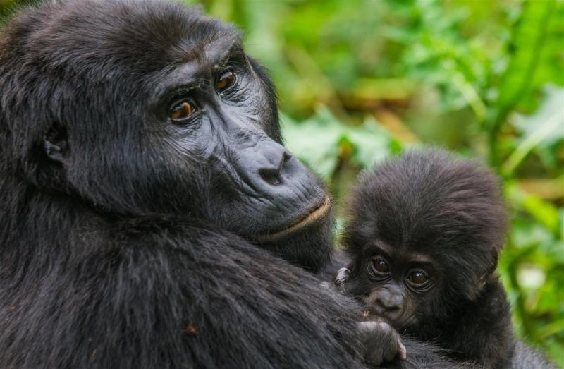 Close up of a gorilla and her baby