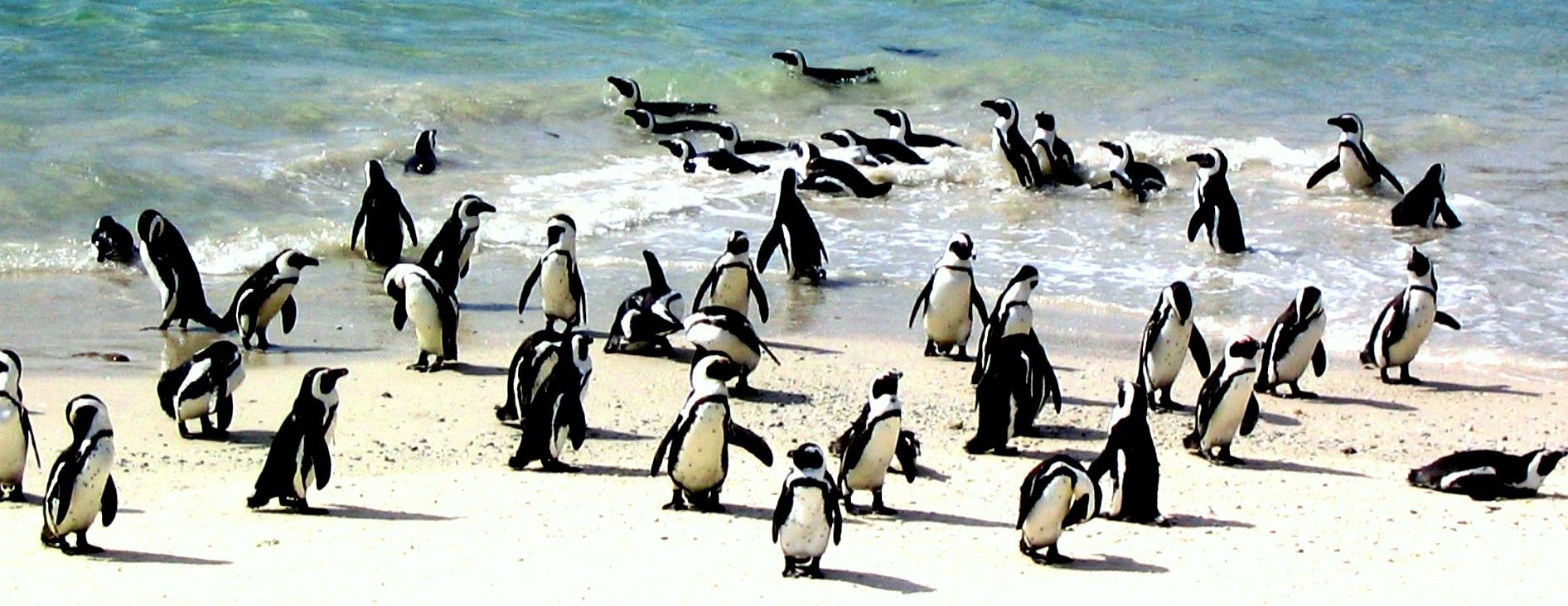 Enamórate de: el pingüino