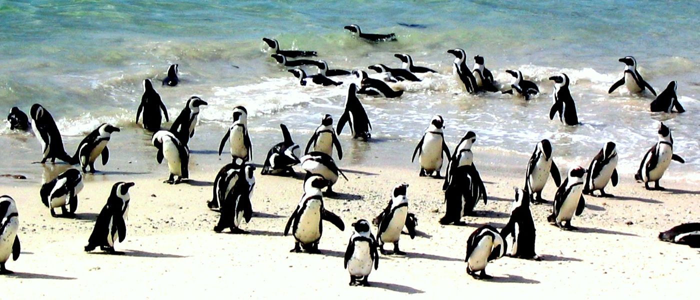Enamórate de: el pingüino