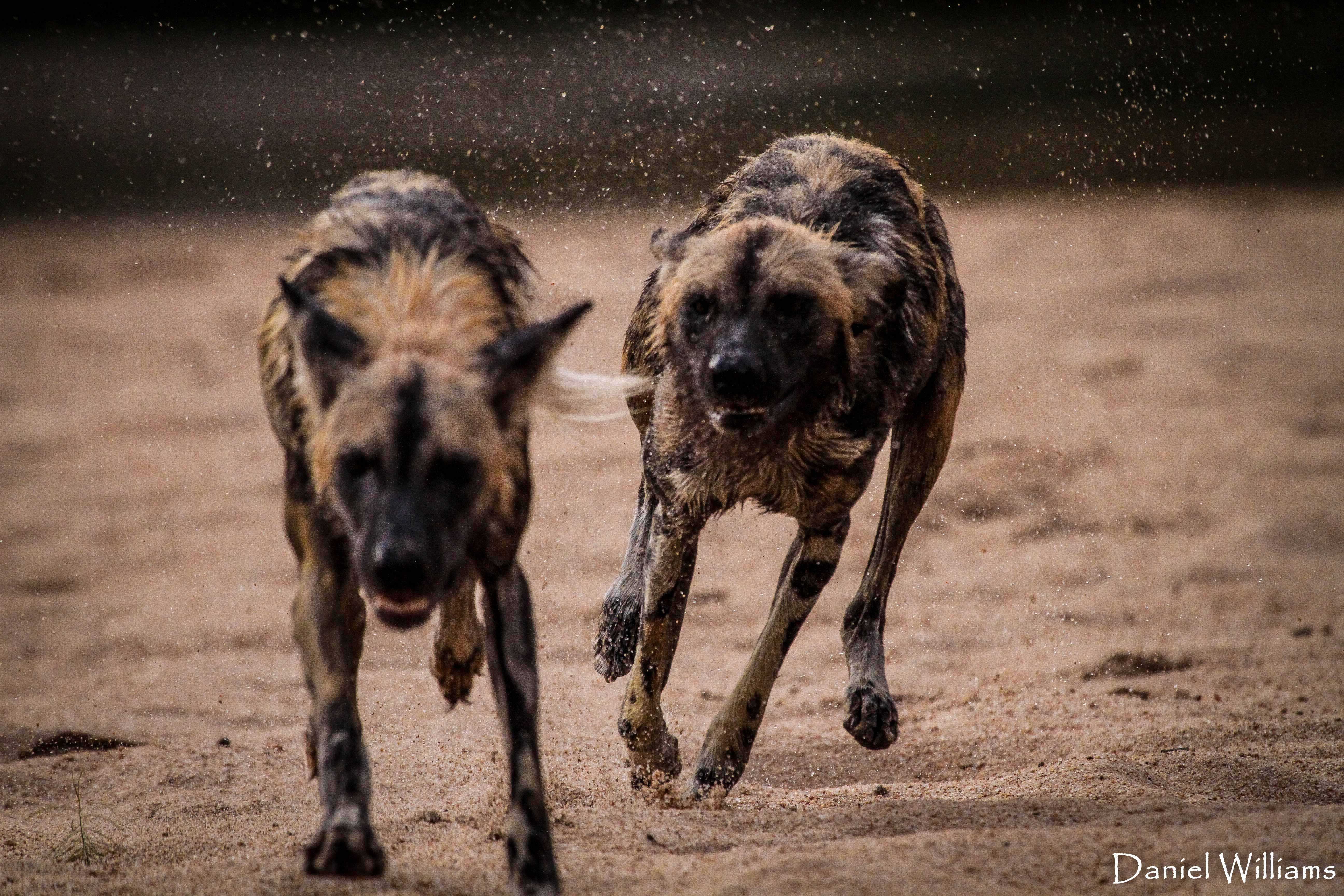 African Wild Dogs & Fences: The Facts!
