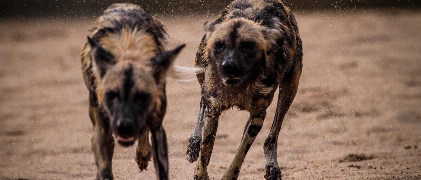 African Wild Dogs & Fences: The Facts!