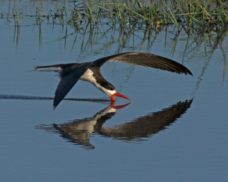 Ein afrikanischer Scherenschnäbel auf der Nahrungssuche fliegt übers Wasser