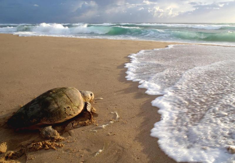 Eine Schildkröte auf dem Weg ins Meer in Südafrika