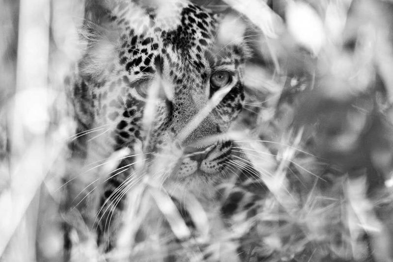 leopard