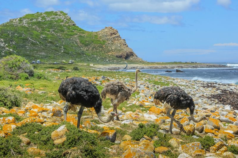 Wilde Tiere in Kapstadt und Umgebung: Strauße sehen die meisten Besucher im Cape Point Nationalpark