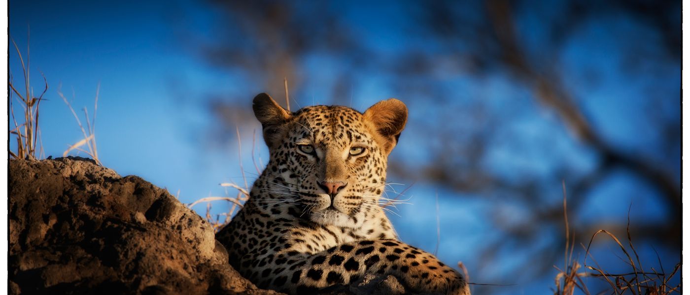 Sur les traces des léopards de Londolozi