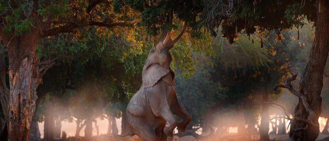 ¿Por qué un safari en Zimbabue le sorprenderá?
