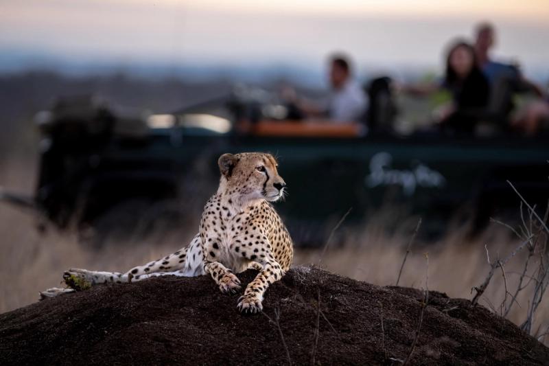 A cheetah lounges on a mound in the foreground, with a safari vehicle and onlookers blurred in the background