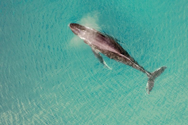 Aerial view of a whale