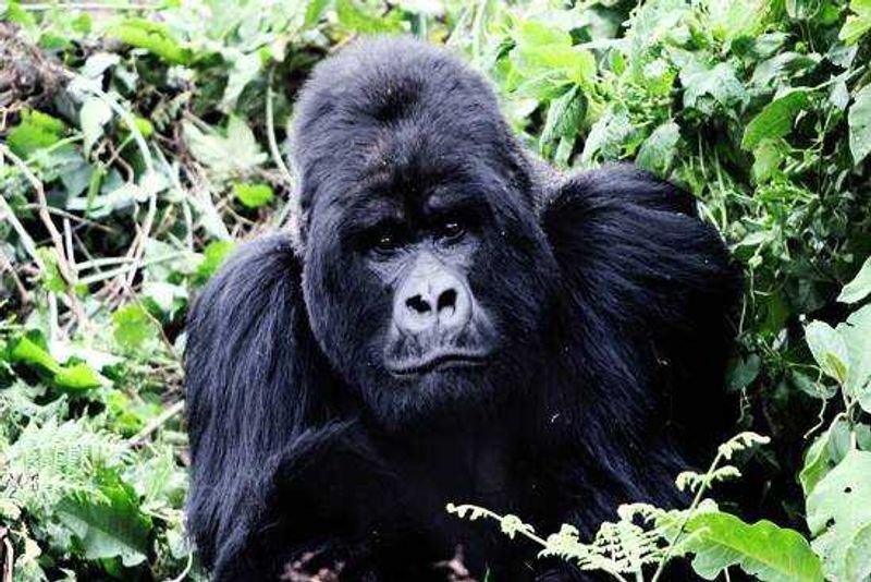 There's no scarier moment than meeting a silverback head on