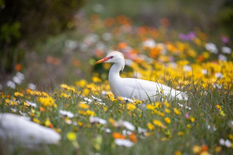 A white bird gracefully walks through a meadow, surrounded by a vibrant array of wildflowers in full bloom.