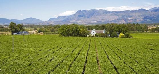 Our Favourite Restaurants in Paarl