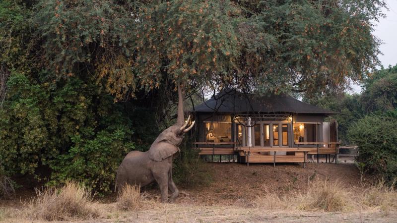Elephant feeding beside a luxury tented suite at Wilderness Chikwenya in Mana Pools.