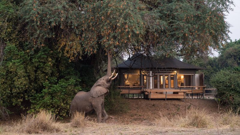 Elephant feeding beside a luxury tented suite at Wilderness Chikwenya in Mana Pools.