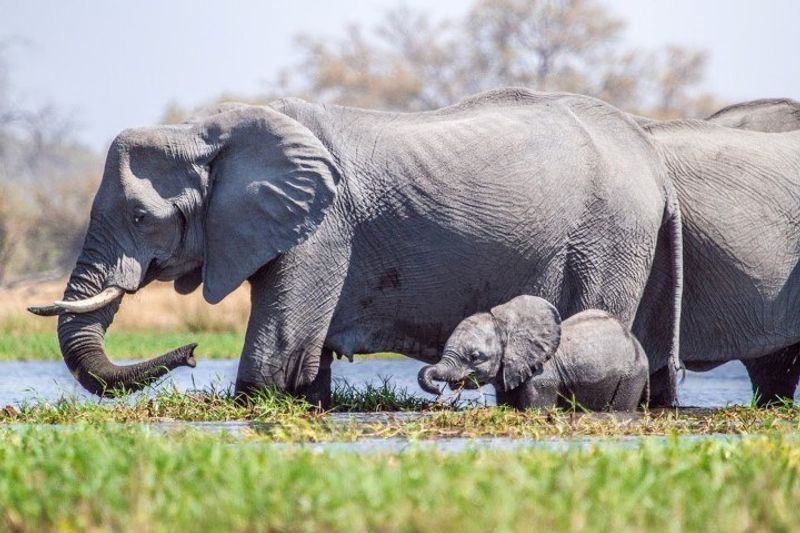An elephant with her calf in the water