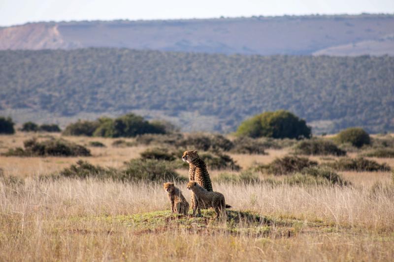 A mother cheetah stands tall on a mound, scanning the horizon while her two cubs sit beside her in the golden grass during a babymoon safari.