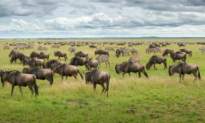 The Great Migration is a must-do Big 5 favourite experience in Africa