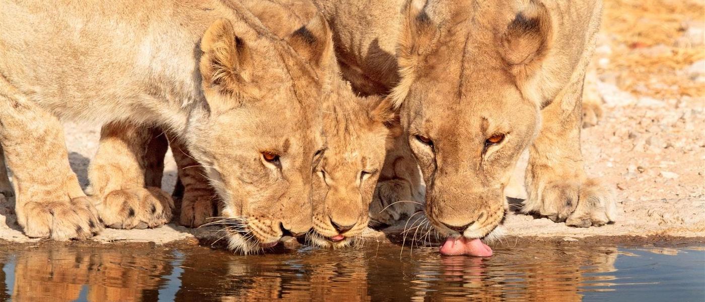 The 5 Best Live Cams From The African Wild