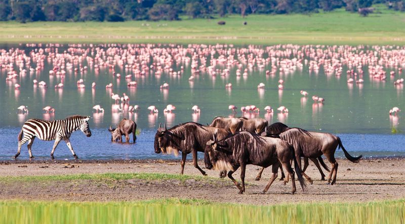A group of wildebeest and a zebra walk past a lake filled with thousands of flamingos in Tanzania’s lush green season