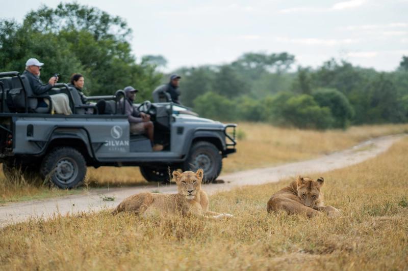 Tourists in an open safari vehicle watch two young lions resting on a grassy dirt road in the African savannah.
